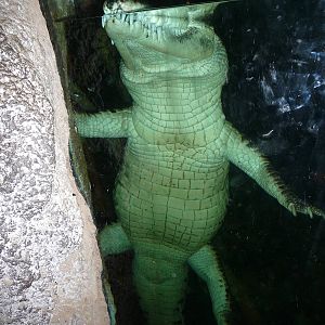 Omaha's Henry Doorly Zoo - Lied Jungle