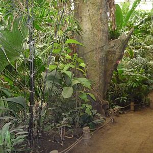 Omaha's Henry Doorly Zoo - Lied Jungle