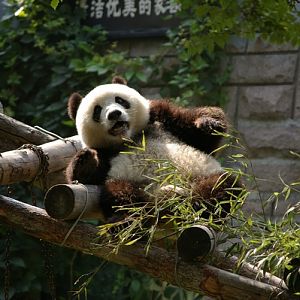 Giant Panda