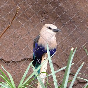 Omaha's Henry Doorly Zoo - Desert Dome
