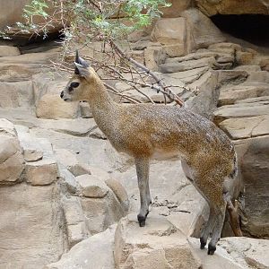 Omaha's Henry Doorly Zoo - Desert Dome