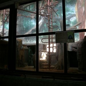 Indoor Gorilla Enclosure
