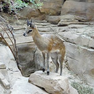 Omaha's Henry Doorly Zoo - Desert Dome