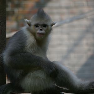Juvenile Yunnan Snub-Nosed Monkey