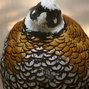 Male Reeve's Pheasant