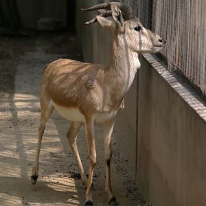 Tibetan Gazelle