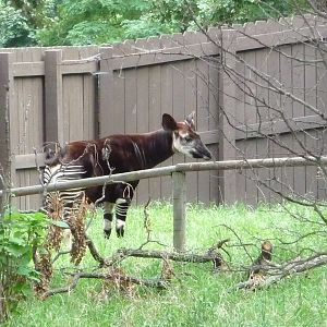 Omaha's Henry Doorly Zoo - Okapi