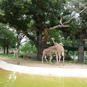 Omaha's Henry Doorly Zoo - Giraffes