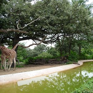Omaha's Henry Doorly Zoo - Giraffes + Penguins