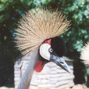 African Crowned Crane - Heythrop 2003