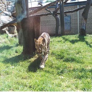 African Leopard Enclosure - Heythrop 2003