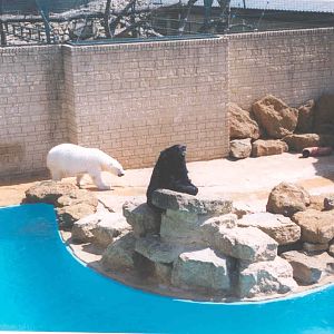 Bear Enclosure - Heythrop 2003