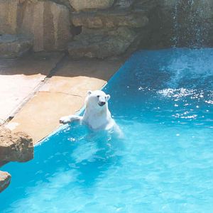 Polar Bear - Heythrop 2003