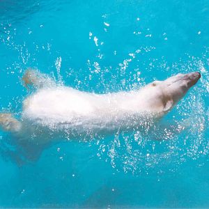 Polar Bear - Heythrop 2003
