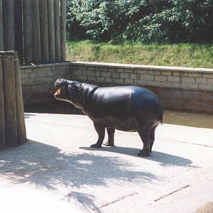 Pygmy Hippo - Heythrop 2003