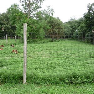 Omaha's Henry Doorly Zoo - Sable Antelope