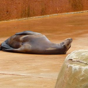 Omaha's Henry Doorly Zoo - California Sea Lion