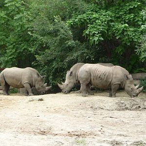 Omaha's Henry Doorly Zoo - White Rhinos