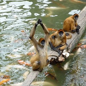 Omaha's Henry Doorly Zoo - Monkey Island