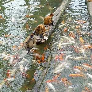 Omaha's Henry Doorly Zoo - Monkey Island