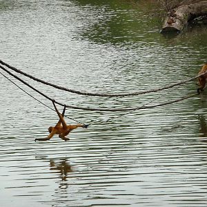 Omaha's Henry Doorly Zoo - Spider Monkeys
