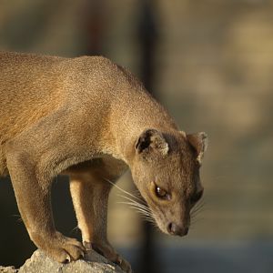 female fossa