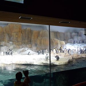 Omaha's Henry Doorly Zoo - Penguin Exhibit