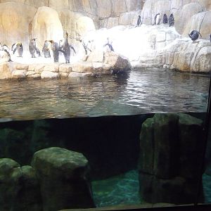 Omaha's Henry Doorly Zoo - Penguin Exhibit