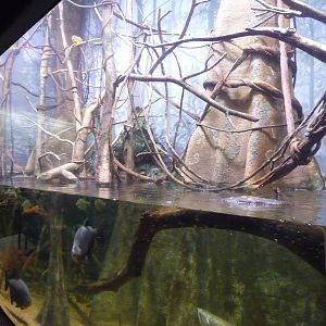 Omaha's Henry Doorly Zoo - Amazon Exhibit