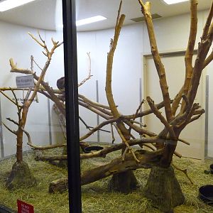 Omaha's Henry Doorly Zoo - Tree Kangaroo Exhibit