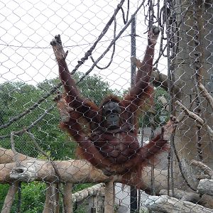 Omaha's Henry Doorly Zoo - Orangutan