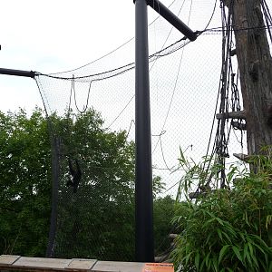 Omaha's Henry Doorly Zoo - Orangutan Exhibit