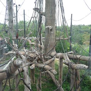 Omaha's Henry Doorly Zoo - Orangutan Exhibit