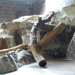 Omaha's Henry Doorly Zoo - Leopard Exhibit