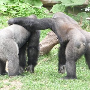 Omaha's Henry Doorly Zoo - Gorillas