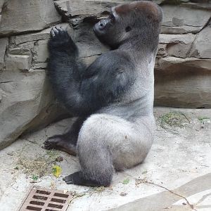Omaha's Henry Doorly Zoo - Gorilla