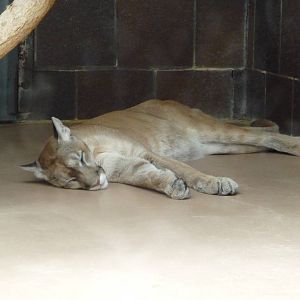 Omaha's Henry Doorly Zoo - Mountain Lion