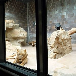 Omaha's Henry Doorly Zoo - Lion Exhibit