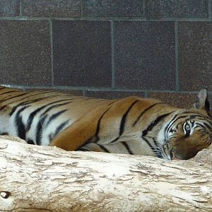 Omaha's Henry Doorly Zoo - Tiger