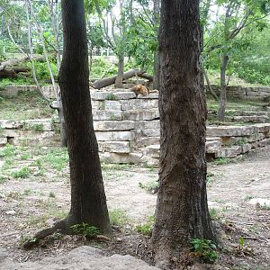 Omaha's Henry Doorly Zoo - Lion Exhibit