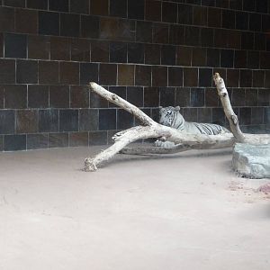 Omaha's Henry Doorly Zoo - White Tiger Exhibit