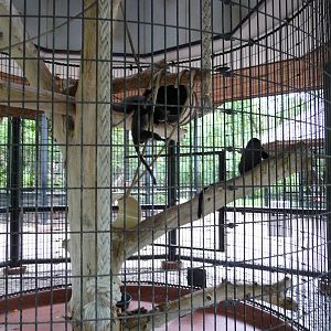 Omaha's Henry Doorly Zoo - Blue Monkey Exhibit