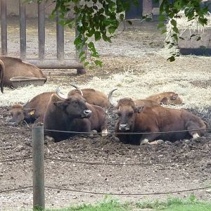 Omaha's Henry Doorly Zoo - Gaur Paddock
