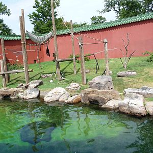 Memphis Zoo - White-cheeked Gibbon Exhibit