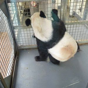 Memphis Zoo - Giant Panda