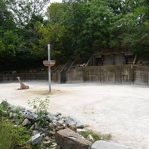 Memphis Zoo - Giraffe Paddock