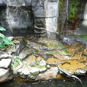 Memphis Zoo - Alligator Pool
