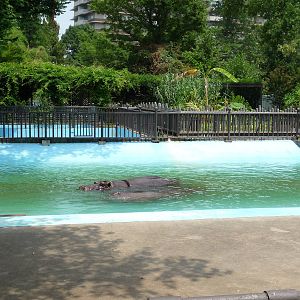 Memphis Zoo - Hippo Pool