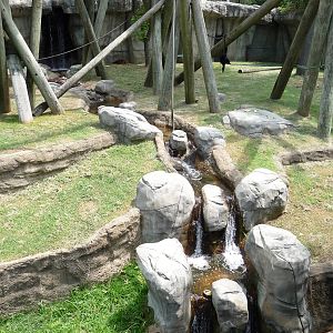 Memphis Zoo - Orangutan & Siamang Gibbon Exhibit