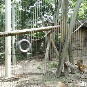 Memphis Zoo -  Guinea Baboon Exhibit